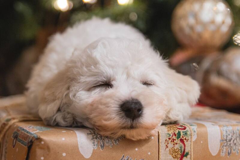 Podrás recibir alguno de estos bonos en Navidad si cumples los requisitos.