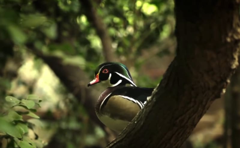 tiene más de 800 aves. Créditos: @parquetricao.