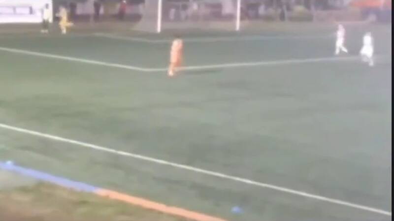 a un pasapelotas de Imperial Unido.