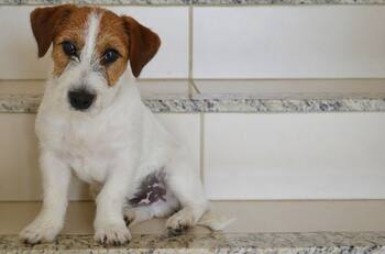 Día Mundial del Perro: ¿Por qué se celebra este 21 de julio?