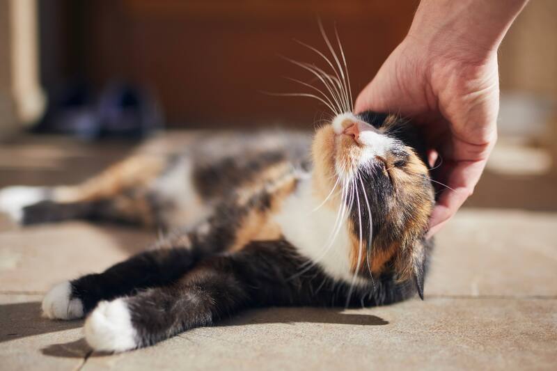 Descubre todos los beneficios para la salud que traer la relación de esta mascota.
