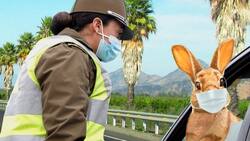 Una buena: Carabineros entregó permiso especial para que el Conejo de Pascua entregue huevitos de chocolate