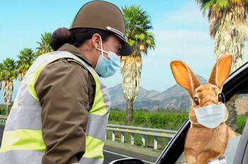 Una buena: Carabineros entregó permiso especial para que el Conejo de Pascua entregue huevitos de chocolate