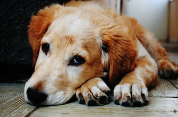 Mitos y realidades de la esterilización de mascotas: ¿cambiará la forma en la que actúa mi perro o gato?