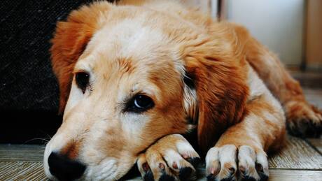 Mitos y realidades de la esterilización de mascotas: ¿cambiará la forma en la que actúa mi perro o gato?