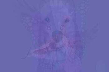 Test de personalidad: Te decimos cómo eres según el animal que veas primero