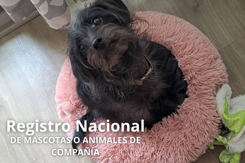 Te contamos paso a paso cómo ser un dueño o dueña responsable.