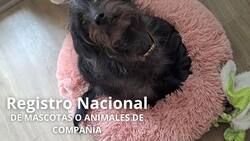 Si quieres ser un dueño responsable, debes inscribir a tu perro o gato en el Registro Nacional de Mascotas