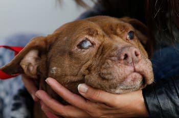 Mujer mató de cinco cuchillazos a perrita de su vecina: dueña acusa amenazas de muerte