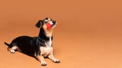 Este es el alimento que tu perro NUNCA debe comer crudo, según expertos