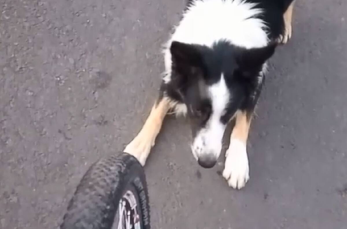 VIDEO | ¡Solo quiere jugar!: Perrito espera todas las mañanas a una mujer para morder su bicicleta