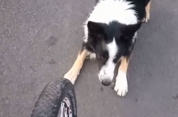 VIDEO | ¡Solo quiere jugar!: Perrito espera todas las mañanas a una mujer para morder su bicicleta
