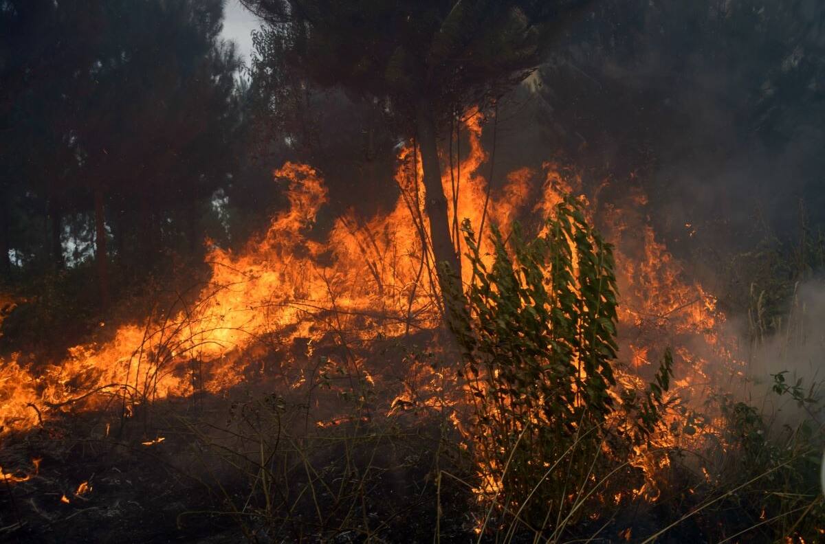 VIDEOS | Incendio forestal en Panquehue: Onemi declaró Alerta Amarilla por amenaza indirecta