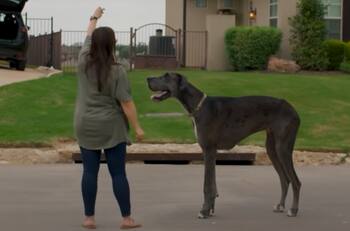 VIDEO | ¡Es enorme! Este es el perro con el Récord Guinness por ser el más alto del mundo