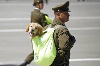 FOTOS | Cachorros de Carabineros fueron los protagonistas de la Parada Militar 2024