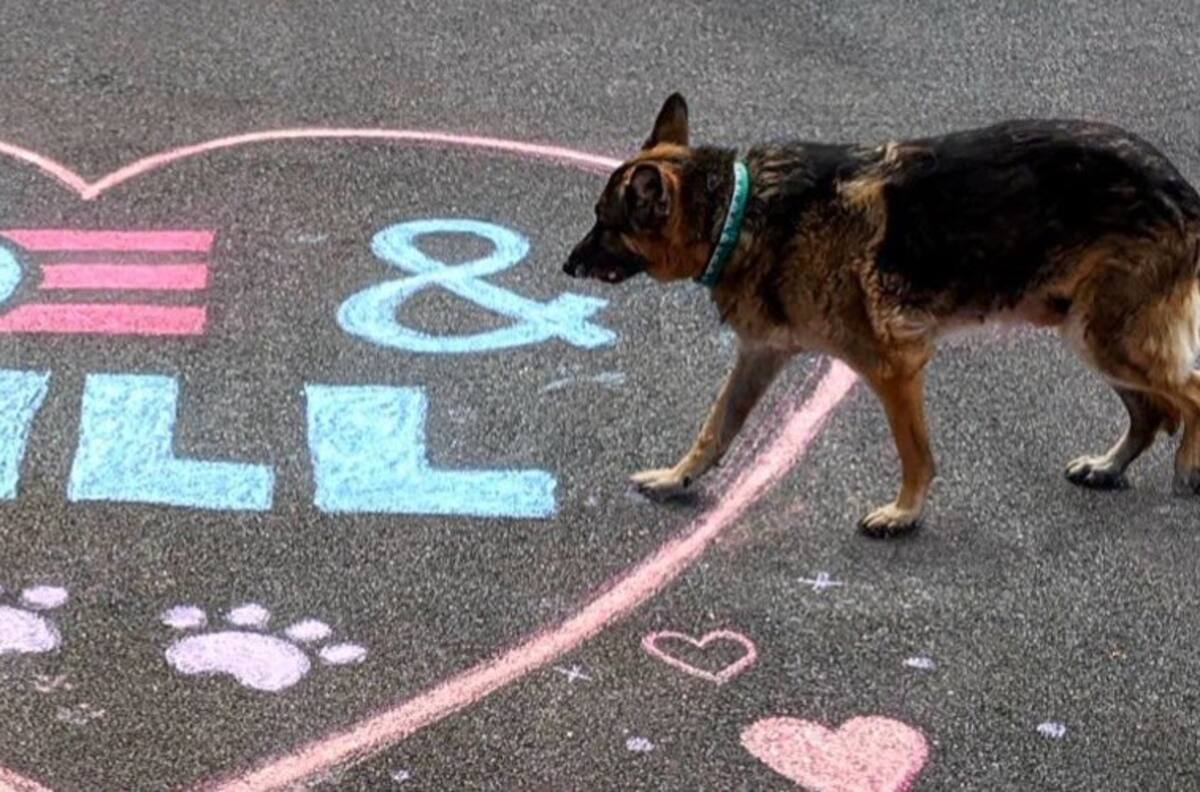 Perros y gato de Joe Biden tienen cuenta oficial de Twitter
