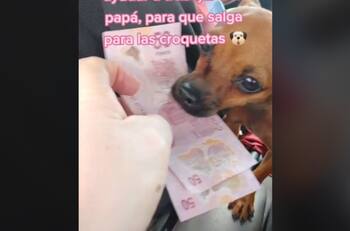 VIDEO | ¿Conoces a Chiqui? La tierna chihuahua que ayuda a su humano a cobrar el pasaje del taxi