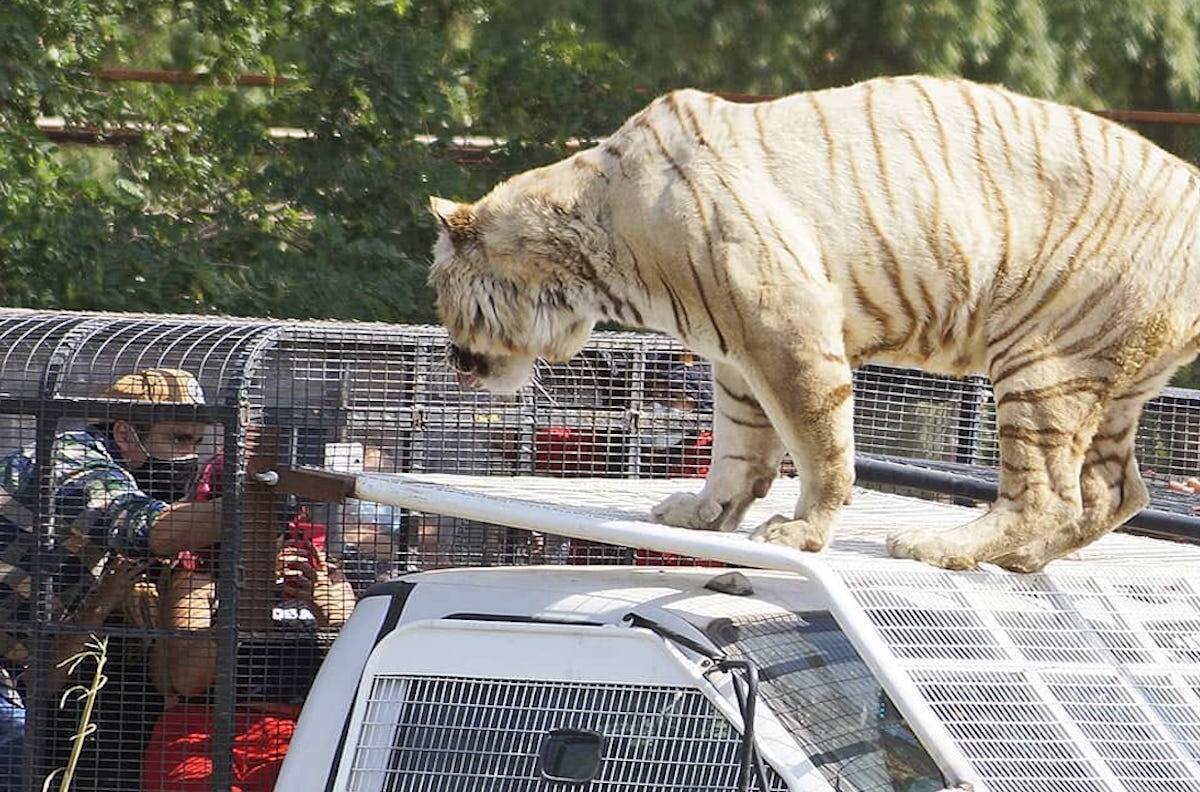 Parque Safari en Rancagua: familia de joven atacada por tigre revela nuevas negligencias