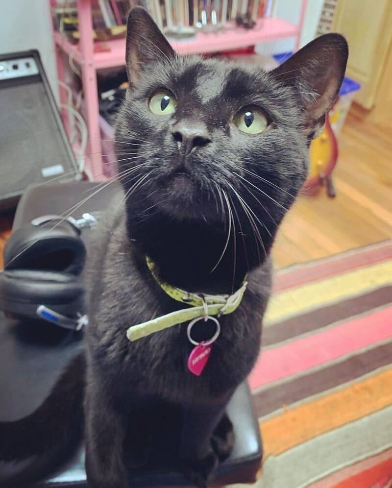 Greta, la gatita de Denise Rosenthal. Foto: Instagram.