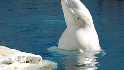 VIDEO | Beluga rescata el celular desde el fondo del mar y se lo devuelve a su dueña