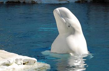 VIDEO | Beluga rescata el celular desde el fondo del mar y se lo devuelve a su dueña