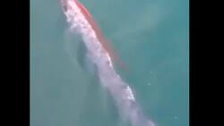 VIDEO | ¿Lo predijo?: Captan a pez remo nadando en Ecuador previo a tres erupciones volcánicas en el país