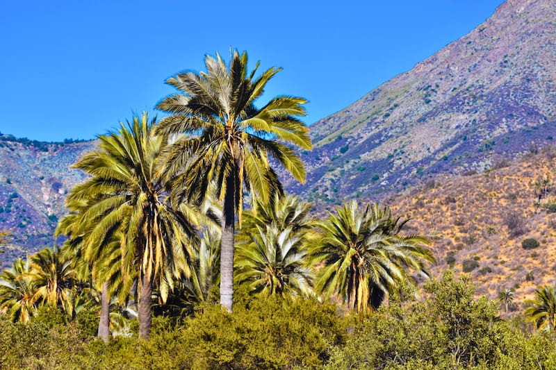 El panorama natural que llama a ser visitado este primer fin de semana de otoño. Créditos: Conaf.