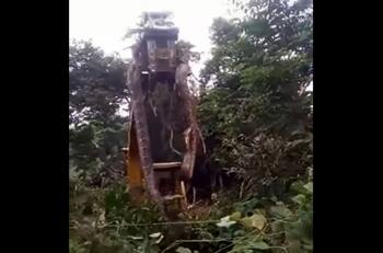 VIDEO | Obreros encuentran a una anaconda gigante mientras realizaban trabajos en Brasil