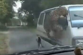 VIDEO | Leopardo causa estragos y deja al menos 15 personas heridas tras atacarlas en la India