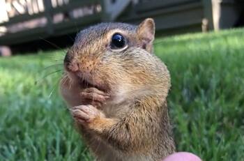 VIDEO | Tierna ardilla glotona: ¿Puedes adivinar cuántos alimentos logra mantener en su boca?