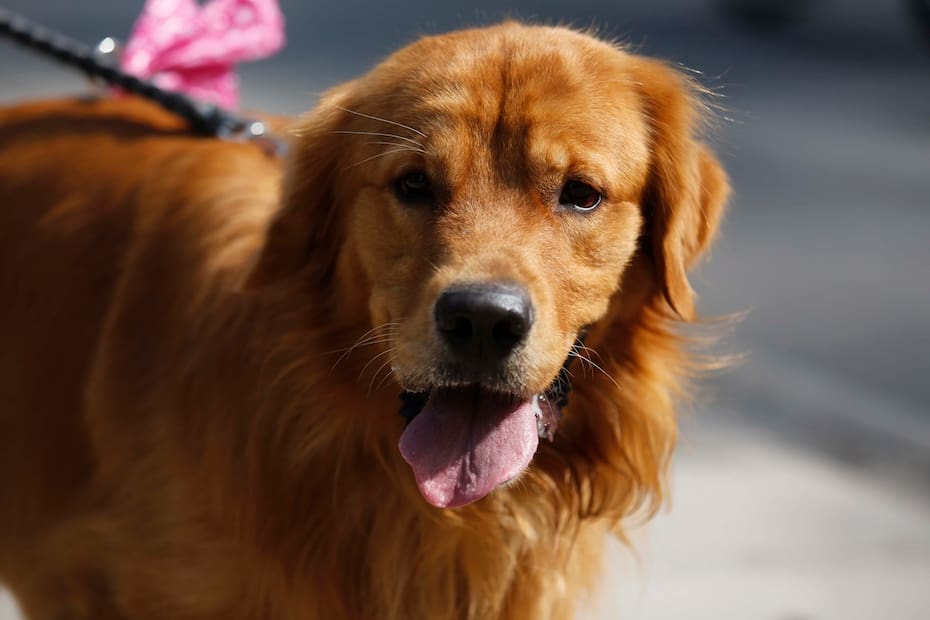 Uno de los mitos que hay es que las perritas deben cruzarse antes de operarse.