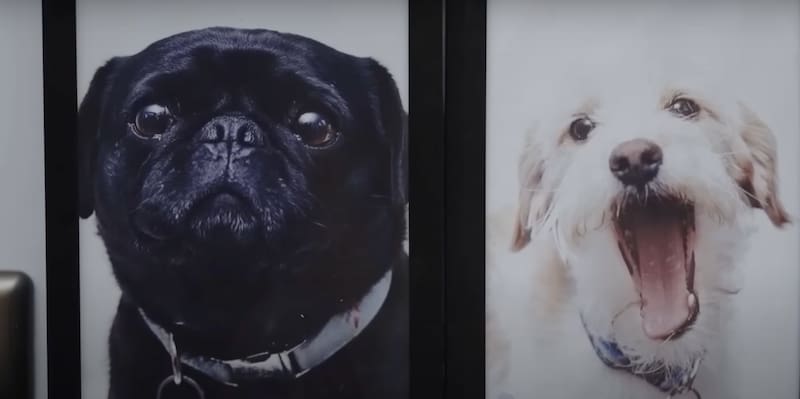 Laura Prieto tiene un altar a sus mascotas fallecidas.