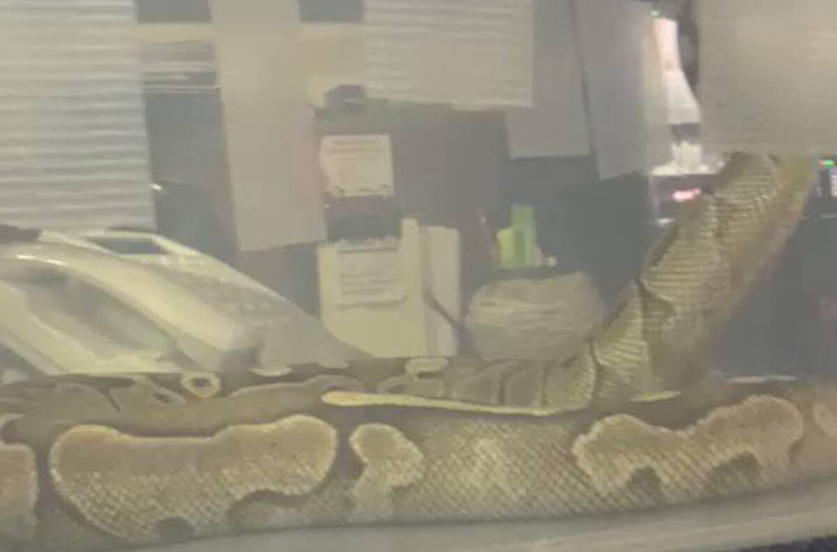 VIDEO | Familia vivió el verdadero terror al encontrar serpiente pitón en su departamento en Macul