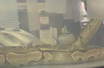 VIDEO | Familia vivió el verdadero terror al encontrar serpiente pitón en su departamento en Macul