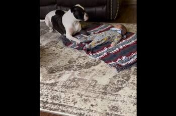 VIDEO | ¡El mejor niñero! Perrito le saca risas a un bebé mientras juega con él delicadamente