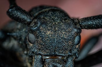 Qué significado tiene cada insecto que aparece dentro de tu casa