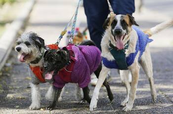 Conoce cuáles son las penas que propone el proyecto de ley que sanciona el robo y faenamiento de mascotas