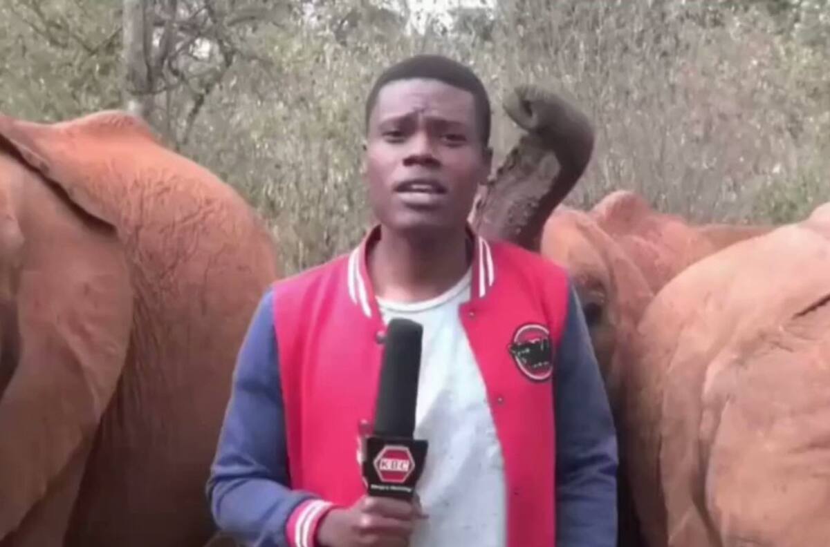VIDEO | Bebé elefante interrumpió despacho de periodista con su trompa y se volvió viral
