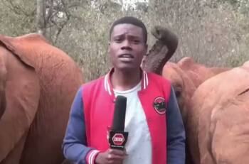 VIDEO | Bebé elefante interrumpió despacho de periodista con su trompa y se volvió viral