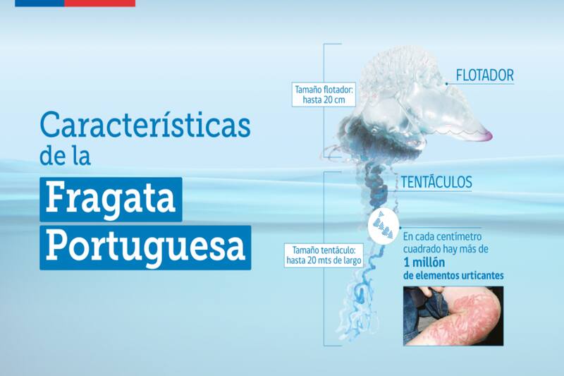 Conoce como identificar una Fragata Portuguesa. Créditos: Minsal.