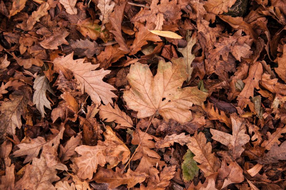 Este día comienza el otoño. Créditos: Pexels.