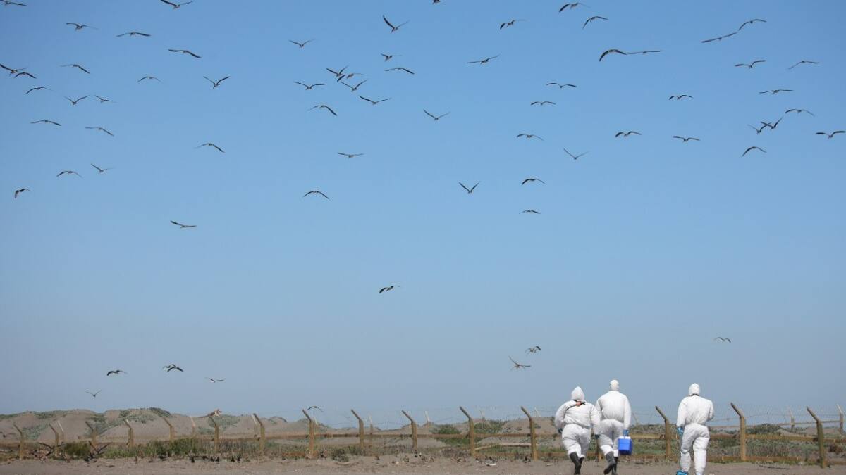Gripe aviar ya está en Chile: ¿Qué es influenza H5N1 y cómo podría afectar la industria avícola del país?