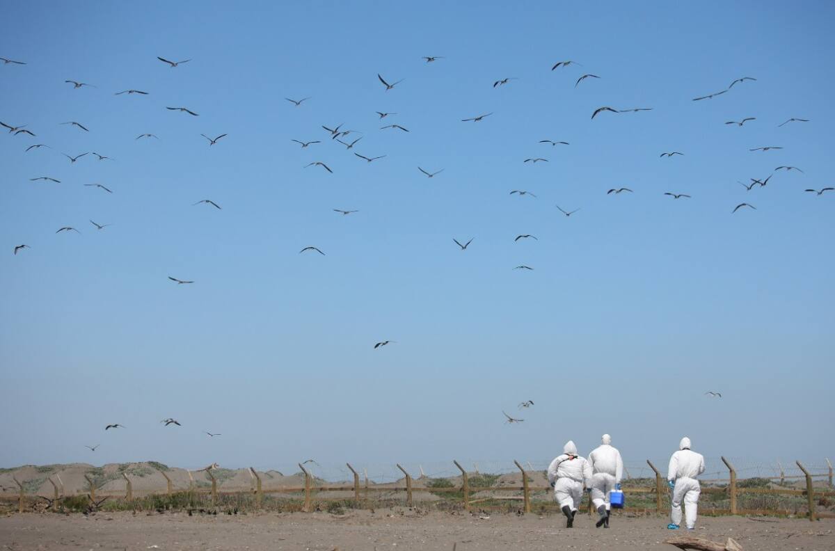 Gripe aviar ya está en Chile: ¿Qué es influenza H5N1 y cómo podría afectar la industria avícola del país?