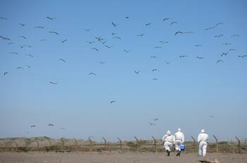 Gripe aviar ya está en Chile: ¿Qué es influenza H5N1 y cómo podría afectar la industria avícola del país?