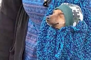 VIDEO | Perrito se hace viral por la forma en que su ama lo transporta a todos lados