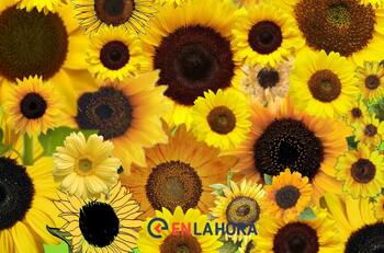 Acertijo visual: Encuentra la flor que no pertenece a la imagen