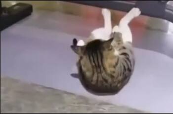 VIDEO | ¡...98, 99, 100! Gatito se hace viral por mostrar su rutina de abdominales en un gimnasio