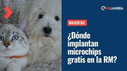 Mascotas: ¿Dónde puedes colocarle el chip gratis a tu perro o gato en Santiago?