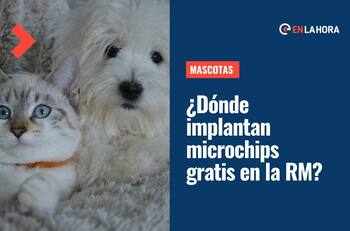 Mascotas: ¿Dónde puedes colocarle el chip gratis a tu perro o gato en Santiago?
