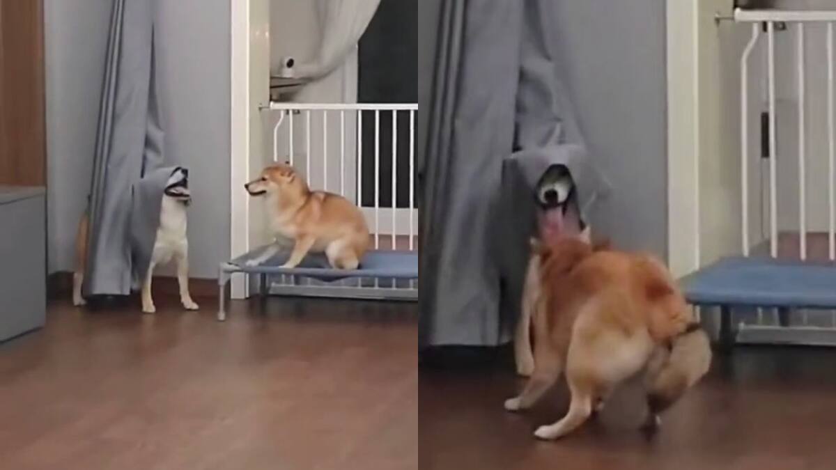 VIDEO | ¿Quieres jugar? Perro se disfraza con una cortina y se vuelve viral en redes sociales